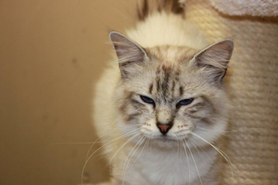 Iliade des Amours Birmanes - mâle Sacré de Birmanie seal silver tabby point