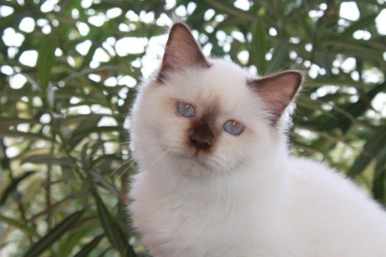 Lapidus du Courthenou : chat Sacré de Birmanie chocolat point - 5 mois