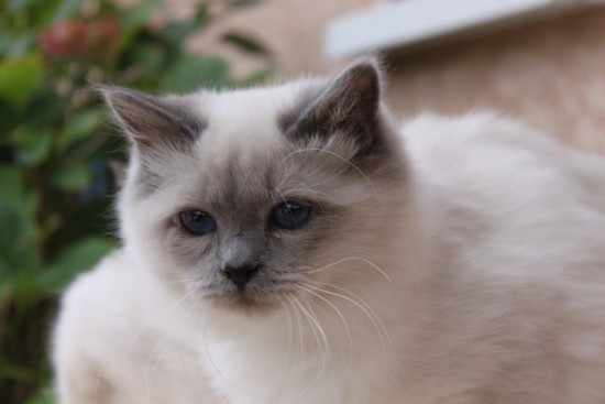 Lucky du Sacré Roi : chaton Sacré de Birmanie bleu smoke point - 6 mois
