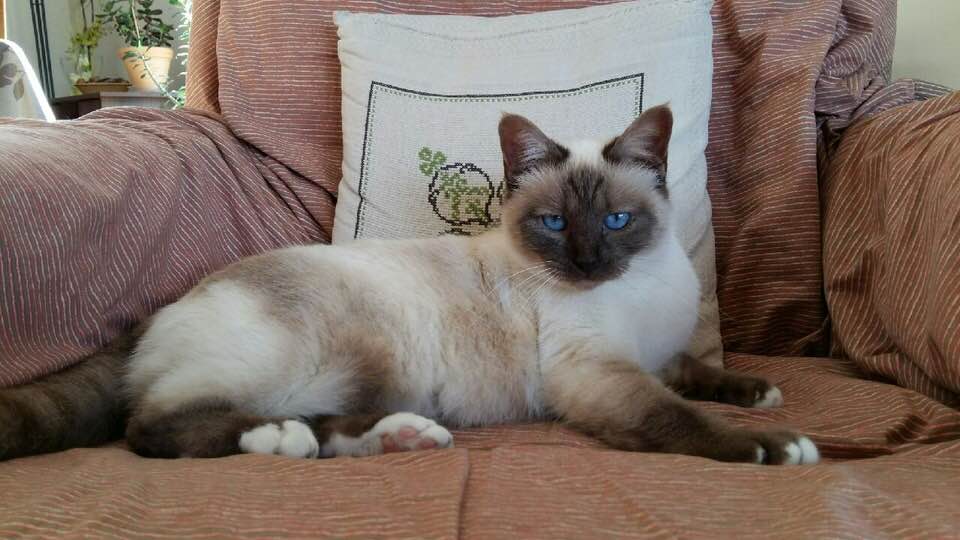 Sacré de Birmanie poil court Chatterie du Sacré Roi