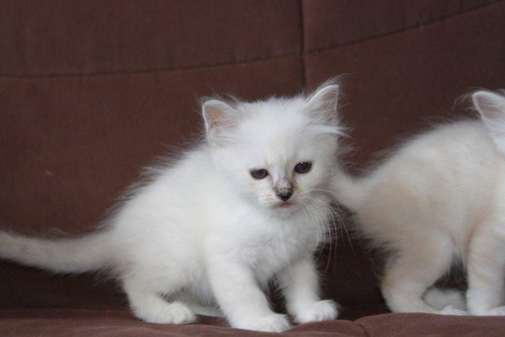 Chatons Sacrés de Birmanie Chatons Sacrés de Birmanie