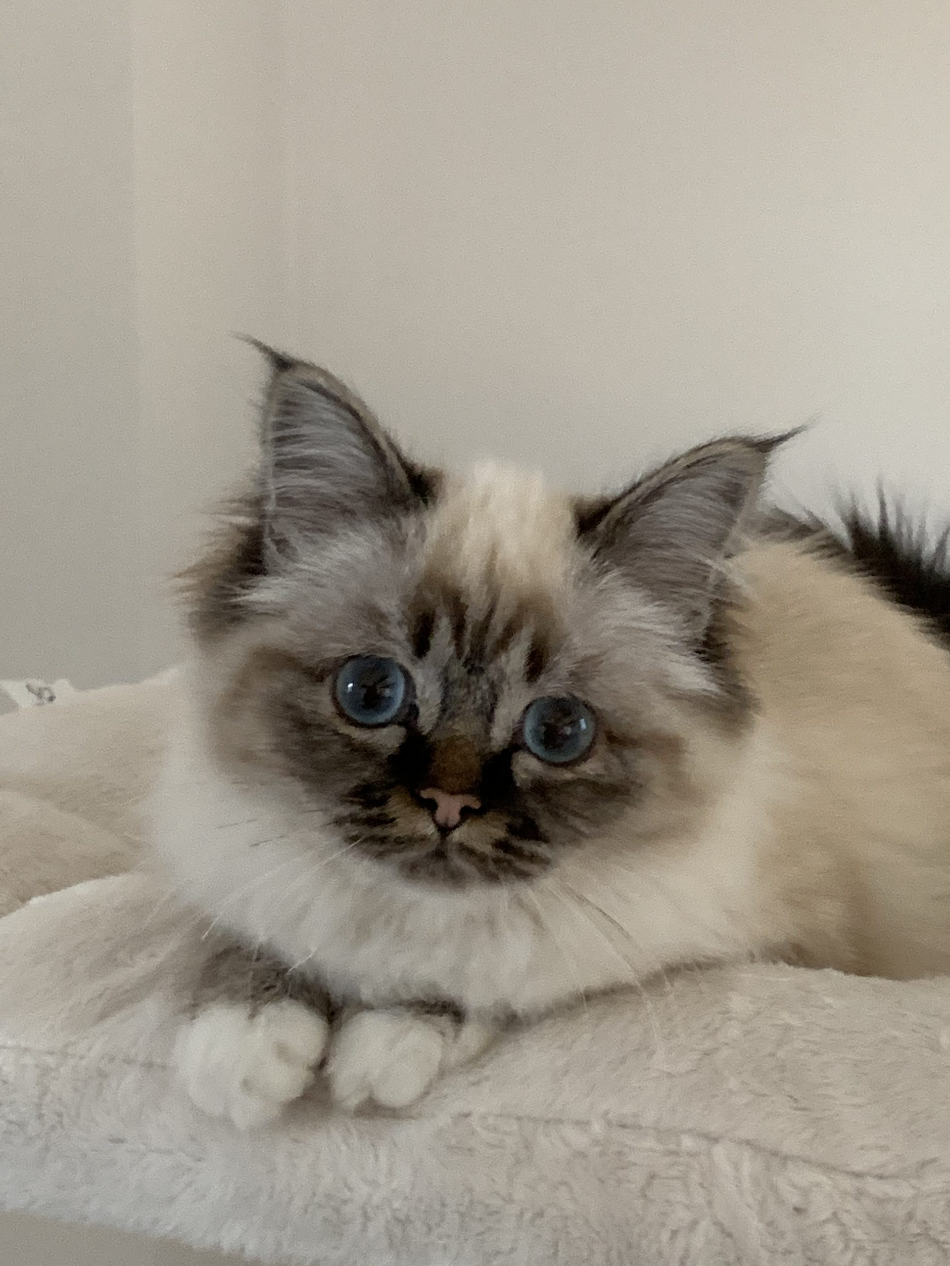 Albafeles’ Fiorella femelle Sacré de Birmanie seal tabby point Chatterie du Sacré Roi Albafeles’ Fiorella femelle Sacré de Birmanie seal tabby point Chatterie du Sacré Roi
