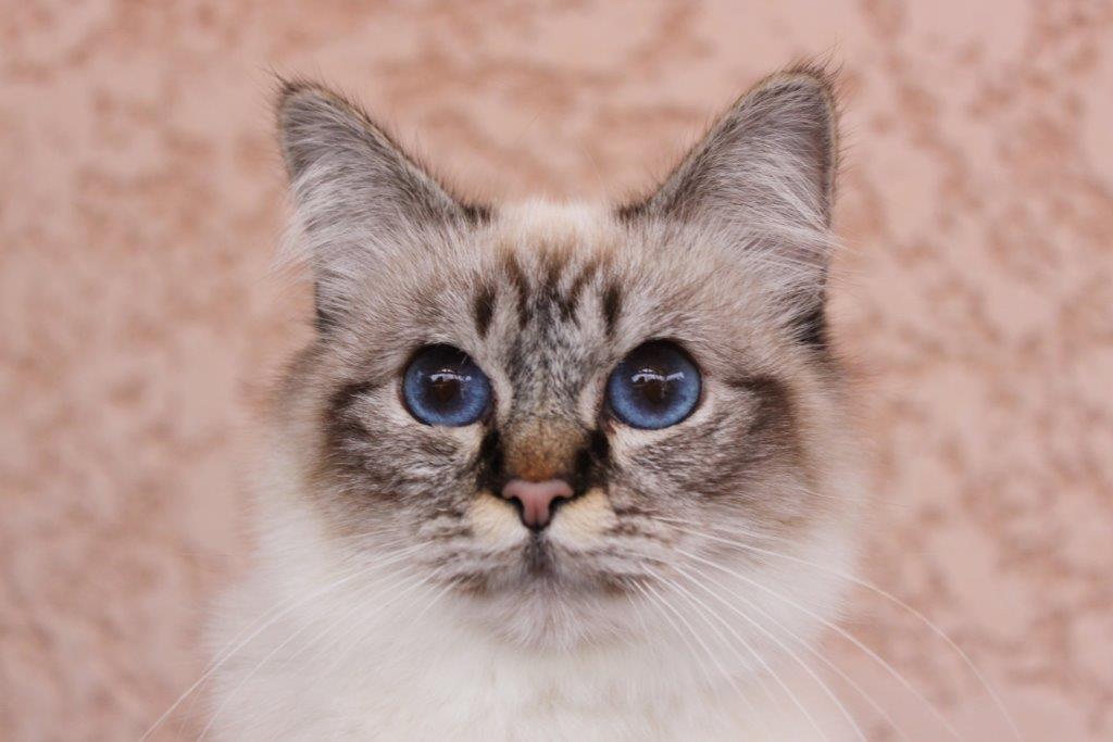 BiBiGee’s I Am Snow White femelle Sacré de Birmanie seal tabby point Chatterie du Sacré Roi