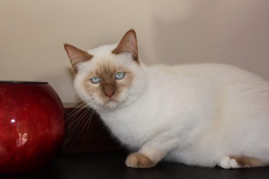 Programme Sacre De Birmanie Poils Courts Chatterie Du Sacre Roi