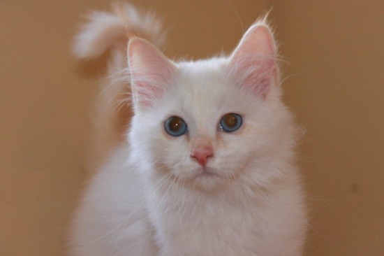 Jingle Du Sacre Roi Chaton Male Sacre De Birmanie Red Smoke Point Porteur De Cinnamon