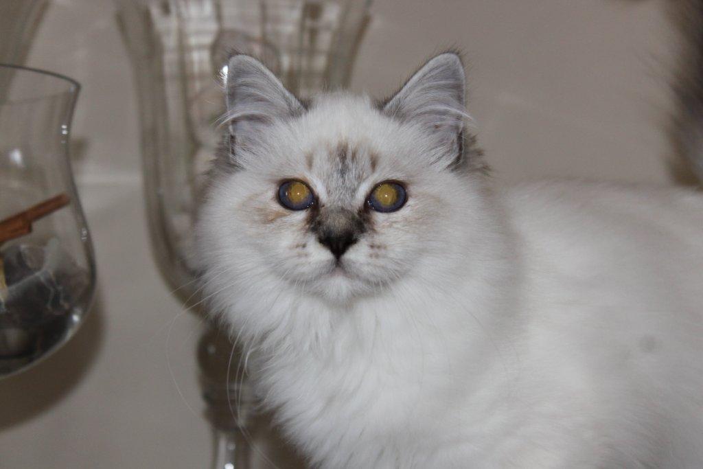 Johnny Deep du Sacré Roi mâle Sacré de Birmanie seal silver tabby point porteur de cinnamon 4