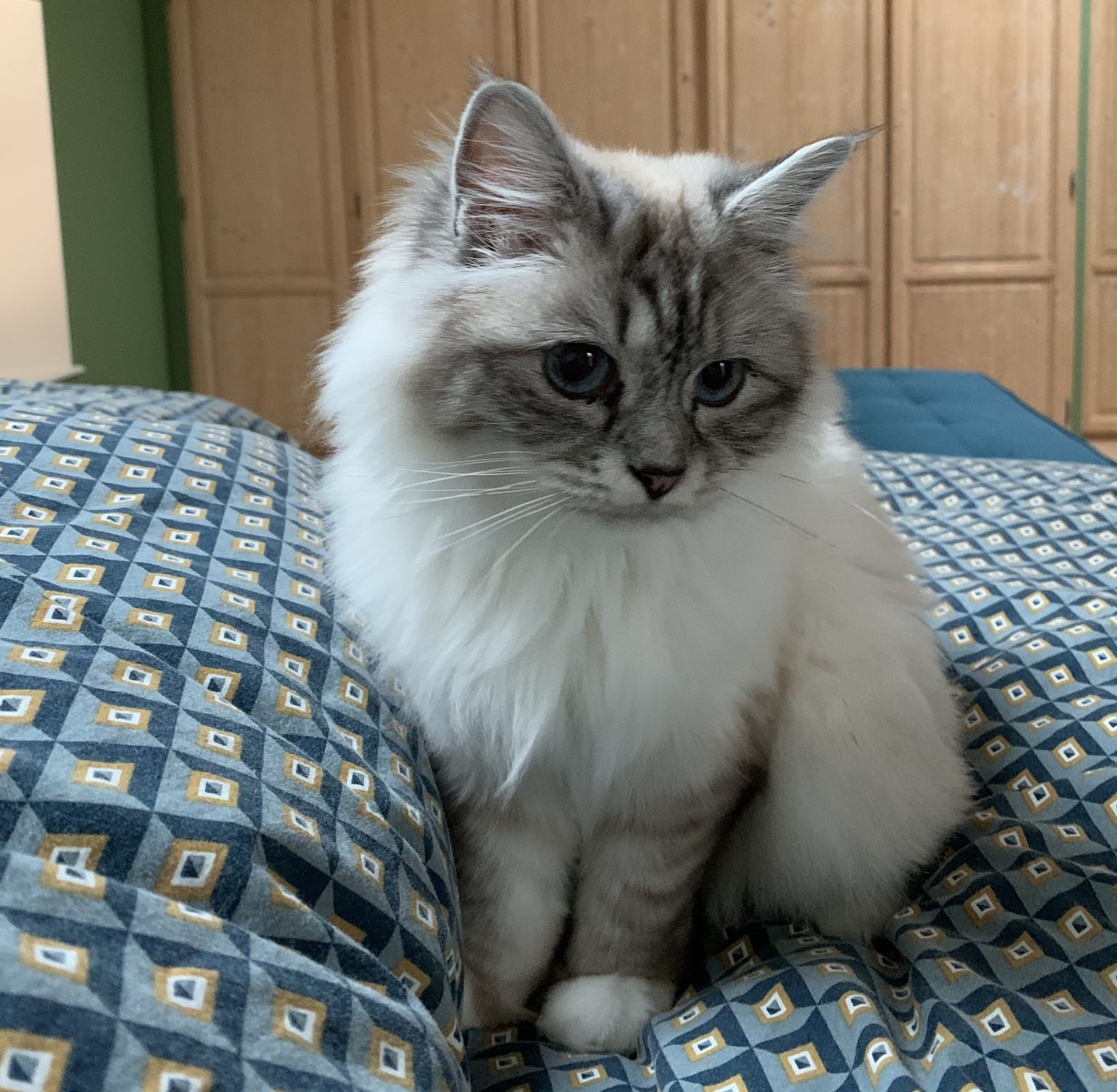 Lolita Silver Gleam des Amours Birmanes femelle Sacré de Birmanie seal silver tabby point