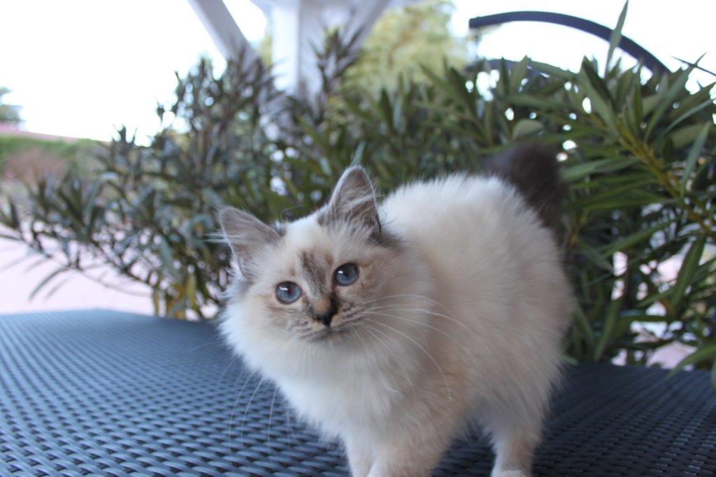 Luka du Sacré Roi femelle Sacré de Birmanie seal tabby point Chatterie du Sacré Roi